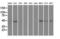 Protein Phosphatase 1 Regulatory Subunit 7 antibody, LS-C114710, Lifespan Biosciences, Western Blot image 