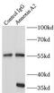 Annexin A2 antibody, FNab00431, FineTest, Immunoprecipitation image 