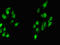 Myogenic Factor 6 antibody, LS-C678720, Lifespan Biosciences, Immunofluorescence image 