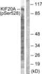 Kinesin Family Member 20A antibody, LS-C199166, Lifespan Biosciences, Western Blot image 