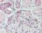 MKS Transition Zone Complex Subunit 1 antibody, NLS6809, Novus Biologicals, Immunohistochemistry paraffin image 