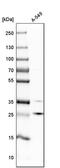 POP4 Homolog, Ribonuclease P/MRP Subunit antibody, PA5-60102, Invitrogen Antibodies, Western Blot image 
