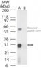 Ankyrin repeat protein B4 antibody, NB100-56454, Novus Biologicals, Western Blot image 