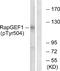 Rap Guanine Nucleotide Exchange Factor 1 antibody, P06527, Boster Biological Technology, Western Blot image 