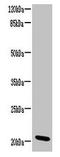 Coiled-Coil Domain Containing 32 antibody, LS-C398587, Lifespan Biosciences, Western Blot image 