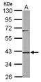 Dual specificity protein phosphatase 12 antibody, NBP2-16236, Novus Biologicals, Western Blot image 