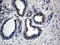 NEDD8-activating enzyme E1 catalytic subunit antibody, LS-C796169, Lifespan Biosciences, Immunohistochemistry paraffin image 