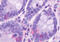 Free fatty acid receptor 4 antibody, MBS242841, MyBioSource, Immunohistochemistry frozen image 