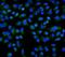 Delta-like protein 1 antibody, A02513-1, Boster Biological Technology, Immunofluorescence image 