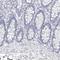 Lactoperoxidase antibody, NBP1-87010, Novus Biologicals, Immunohistochemistry paraffin image 