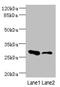 ELL Associated Factor 2 antibody, LS-C675680, Lifespan Biosciences, Western Blot image 
