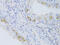 Cytochrome P450 Family 2 Subfamily C Member 9 antibody, 22-059, ProSci, Immunohistochemistry frozen image 