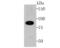 Cullin 4A antibody, NBP2-75459, Novus Biologicals, Western Blot image 