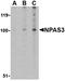 Neuronal PAS Domain Protein 3 antibody, orb74826, Biorbyt, Western Blot image 