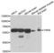 Tyrosyl-TRNA Synthetase antibody, LS-C335705, Lifespan Biosciences, Western Blot image 