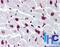 H2B Histone Family Member S antibody, NB100-56347, Novus Biologicals, Immunohistochemistry frozen image 