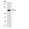 IK Cytokine antibody, LS-C200579, Lifespan Biosciences, Western Blot image 