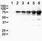 Streptolysin antibody, NBP1-05126, Novus Biologicals, Western Blot image 