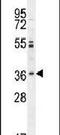 Olfactory Receptor Family 2 Subfamily M Member 3 antibody, PA5-24350, Invitrogen Antibodies, Western Blot image 