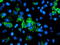 Adenylate kinase isoenzyme 4, mitochondrial antibody, TA503011, Origene, Immunofluorescence image 