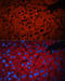 Peroxisomal biogenesis factor 19 antibody, 19-687, ProSci, Immunofluorescence image 