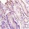 Inner Membrane Mitochondrial Protein antibody, orb13508, Biorbyt, Immunohistochemistry paraffin image 