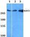 Neuron Navigator 3 antibody, PA5-37192, Invitrogen Antibodies, Western Blot image 