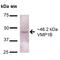 Vacuole Membrane Protein 1 antibody, PA5-77784, Invitrogen Antibodies, Western Blot image 