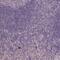 Killer Cell Lectin Like Receptor C3 antibody, PA5-64033, Invitrogen Antibodies, Immunohistochemistry frozen image 