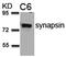 Synapsin I antibody, AP02760PU-S, Origene, Western Blot image 