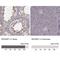 X-linked retinitis pigmentosa GTPase regulator-interacting protein 1 antibody, NBP2-13249, Novus Biologicals, Immunohistochemistry paraffin image 
