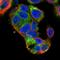 KIAA2013 antibody, NBP2-55892, Novus Biologicals, Immunofluorescence image 