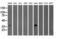 GRB2-related adaptor protein 2 antibody, M04115-1, Boster Biological Technology, Western Blot image 
