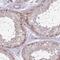 Coiled-Coil Domain Containing 150 antibody, HPA048104, Atlas Antibodies, Immunohistochemistry frozen image 