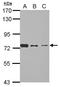 Sentrin-specific protease 3 antibody, GTX117938, GeneTex, Western Blot image 