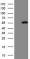 Pellino E3 Ubiquitin Protein Ligase 1 antibody, MA5-26898, Invitrogen Antibodies, Western Blot image 