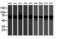 Fragile X mental retardation 1 protein antibody, LS-B9991, Lifespan Biosciences, Western Blot image 