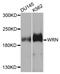 Werner syndrome ATP-dependent helicase antibody, A6855, ABclonal Technology, Western Blot image 
