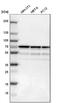 SNW Domain Containing 1 antibody, NBP1-88523, Novus Biologicals, Western Blot image 