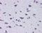 Diencephalon/Mesencephalon Homeobox 1 antibody, GTX48986, GeneTex, Immunohistochemistry paraffin image 