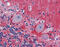 Amphiphysin antibody, 51-286, ProSci, Immunohistochemistry frozen image 