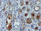 Mannose Phosphate Isomerase antibody, LS-C173983, Lifespan Biosciences, Immunohistochemistry frozen image 