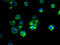 Protein YIPF6 antibody, A61818-100, Epigentek, Immunofluorescence image 