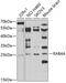 RAB4A, Member RAS Oncogene Family antibody, 22-428, ProSci, Western Blot image 