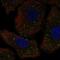 Polypeptide N-Acetylgalactosaminyltransferase 9 antibody, NBP2-57911, Novus Biologicals, Immunofluorescence image 