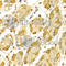 Hydroxysteroid 17-Beta Dehydrogenase 2 antibody, A1983, ABclonal Technology, Immunohistochemistry paraffin image 