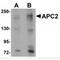 APC Regulator Of WNT Signaling Pathway 2 antibody, MBS150831, MyBioSource, Western Blot image 