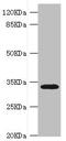 HL antibody, LS-C675869, Lifespan Biosciences, Western Blot image 