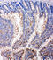 SMAD Family Member 5 antibody, LS-C313234, Lifespan Biosciences, Immunohistochemistry frozen image 