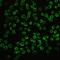 NLR Family Pyrin Domain Containing 3 antibody, PA5-79740, Invitrogen Antibodies, Immunofluorescence image 